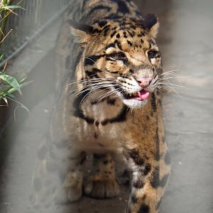 Indochinese clouded leopard (Neofelis nebulosa nebulosa), 2019-04-06