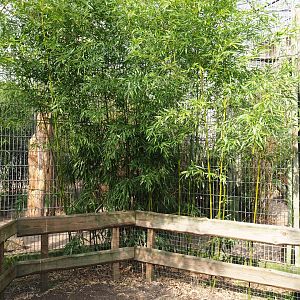 Indochinese clouded leopard exhibit, 2019-04-06