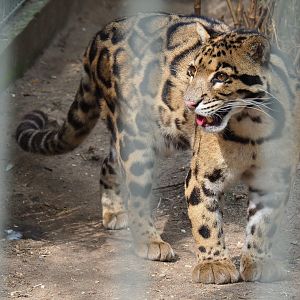 Indochinese clouded leopard (Neofelis nebulosa nebulosa), 2019-04-06
