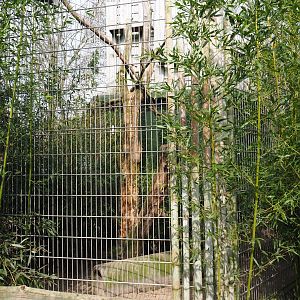 Indochinese clouded leopard exhibit, 2019-04-06