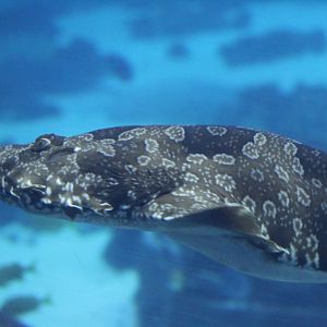 Spotted Wobbegong
