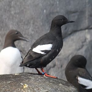 Pigeon Guillemots