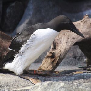 Common Murre