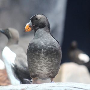 Horned Puffin