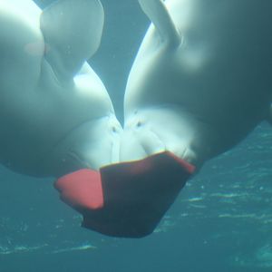 Belugas Playing