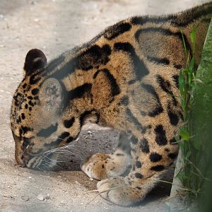 Indochinese clouded leopard (Neofelis nebulosa nebulosa), 2019-04-06