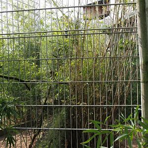 Binturong exhibit, 2019-04-06