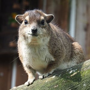 Yellow-spotted rock hyrax (Heterohyrax brucei), 2019-04-06