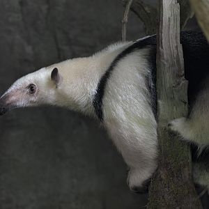 Southern tamandua