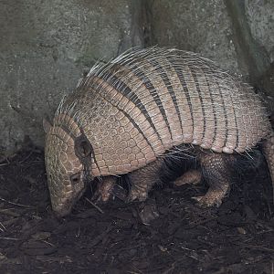 Six-banded armadillo