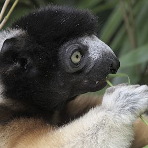 Crowned sifaka eating bamboo