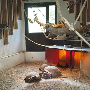 Mixed African exhibit indoor housing, 2019-04-06