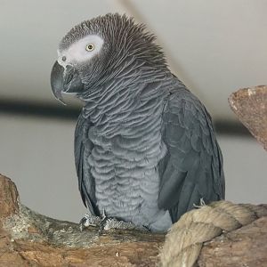 Timneh grey parrot (Psittacus timneh), 2019-04-06