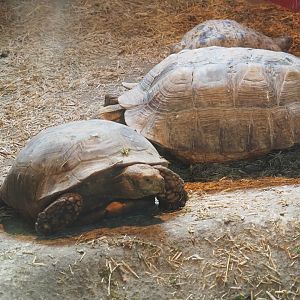 African spurred tortoise (Centrochelys sulcata) and  Leopard tortoise (Stigmochelys pardalis), 2019-04-06