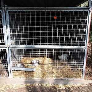 Domestic rabbit holding kennel with single rabbit, 2019-04-06