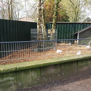 Domestic rabbit and guinea pig petting pen, 2019-04-06