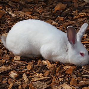 Domestic rabbit (Oryctolagus cuniculus), 2019-04-06