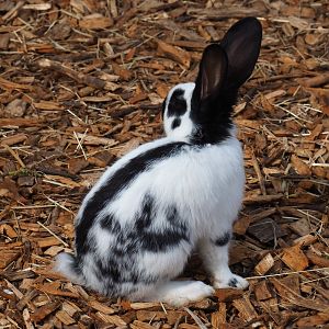 Domestic rabbit (Oryctolagus cuniculus), 2019-04-06