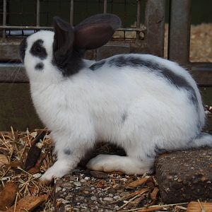 Domestic rabbit (Oryctolagus cuniculus), 2019-04-06