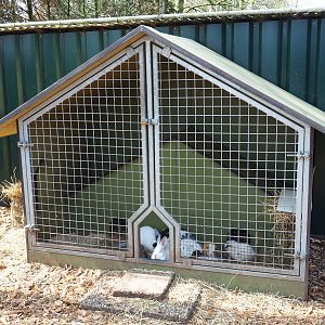 Domestic rabbit and guinea pig shelter, 2019-04-06