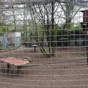 Common raven aviary, 2019-04-06