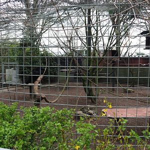 Common raven aviary, 2019-04-06