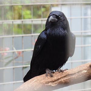 Common raven (Corvus corax corax), 2019-04-06