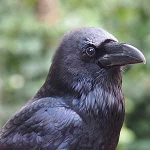 Common raven (Corvus corax corax), 2019-04-06