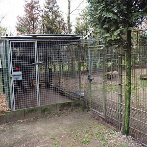 Corsac fox holding, 2019-04-06