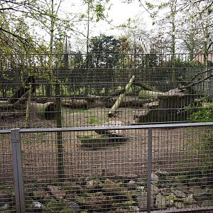 Corsac fox exhibit, 2019-04-06