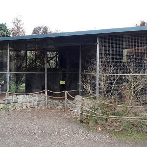 Tayra exhibit, 2019-04-06