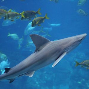Sandbar Shark