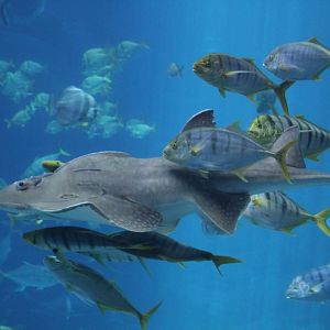 Shark Ray & Golden Trevally