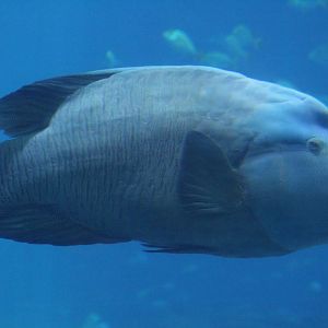 Humphead Māori Wrasse