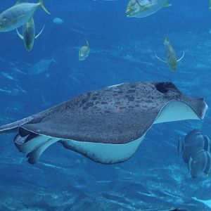 Blotched Ribbontail Ray