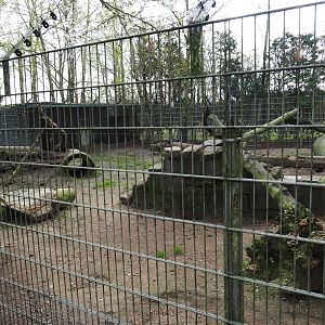 Corsac fox exhibit, 2019-04-06