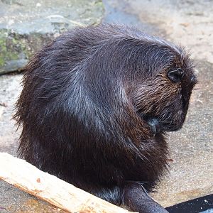 Nutria (Myocastor coypus), 2019-04-06