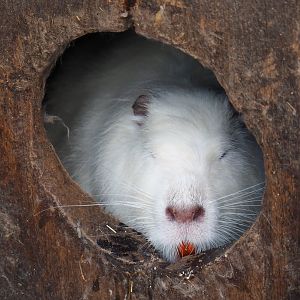 White nutria in hut (Myocastor coypus), 2019-04-06