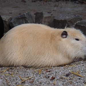 Beige nutria (Myocastor coypus), 2019-04-06
