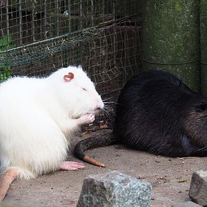White nutria and black nutria with white patches (Myocastor coypus), 2019-04-06