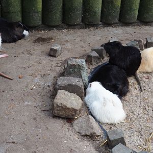 Nutrias (Myocastor coypus) in different colors, 2019-04-06