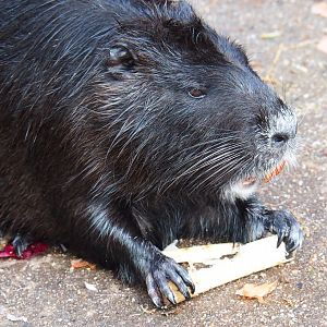 Black nutria (Myocastor coypus) chewing on a stick, 2019-04-06