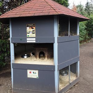 Domestic guinea housing tower, 2019-04-06