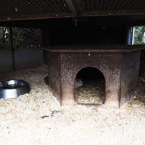 Domestic guinea pig housing, 2019-04-06