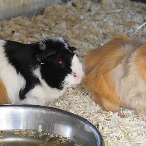 Domestic guinea pigs (Cavia porcellus), 2014-04-06