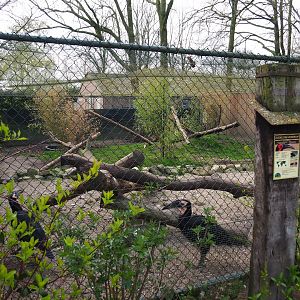 Southern ground hornbill aviary, 2019-04-06