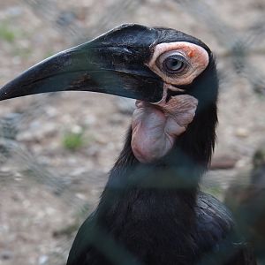 Juvenile Southern ground hornbill (Bucorvus leadbeateri), 2019-04-06