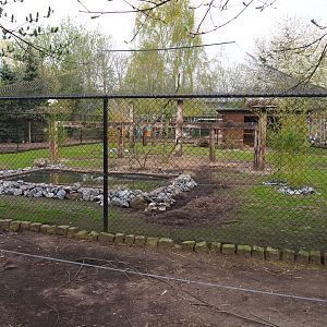 European white stork - Grey crowned crane - Hamerkop - Ringneck pheasant aviary with alpaca paddock around it, 2019-04-06
