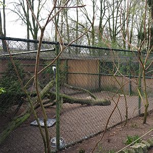 Holding aviary for free-roaming helmeted guineafowl - With sacred ibis aviary behind it, 2019-04-06