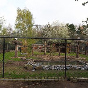 European white stork - Grey crowned crane - Hamerkop - Ringneck pheasant aviary with alpaca paddock around it, 2019-04-06